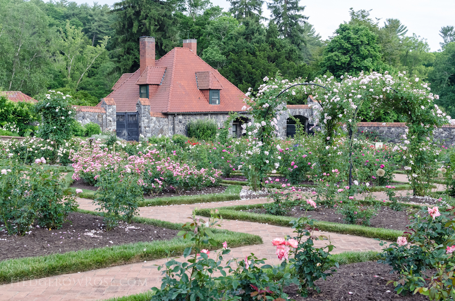 Biltmore Rose Gardens via Hedgerow Rose - 5