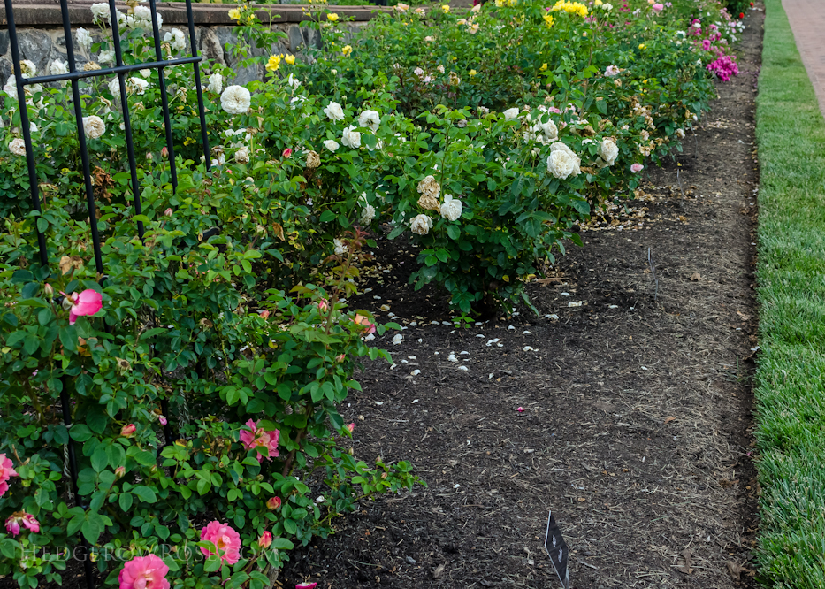 Biltmore Rose Gardens via Hedgerow Rose - 6