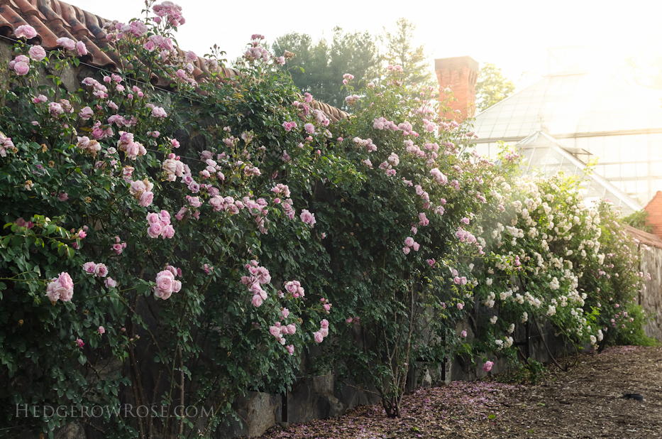 Biltmore Rose Gardens via Hedgerow Rose - 7