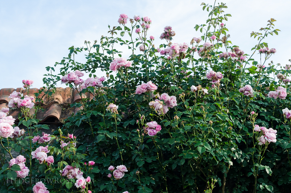 Biltmore Rose Gardens via Hedgerow Rose - 8