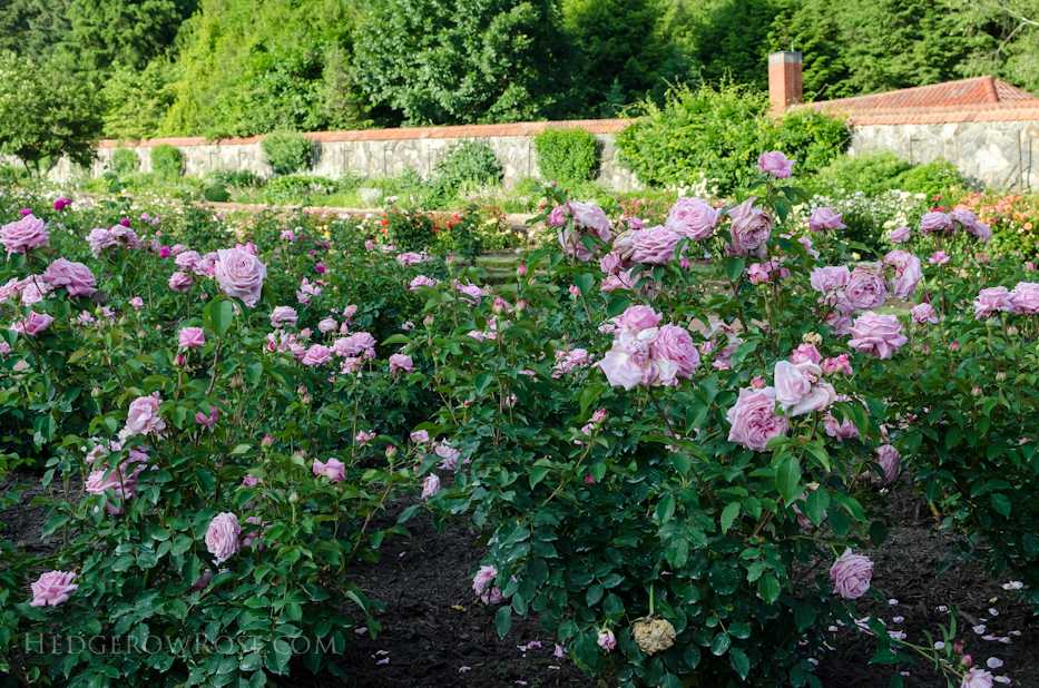 Biltmore Rose Gardens via Hedgerow Rose - 9