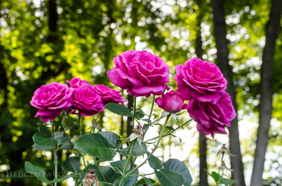 Biltmore Rose Gardens via Hedgerow Rose - Climber No 1327