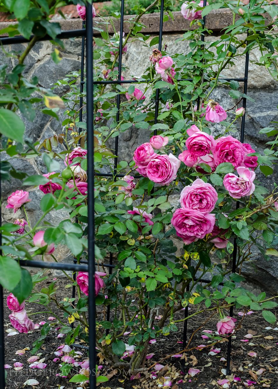 Biltmore Rose Gardens via Hedgerow Rose - Climber No 1429