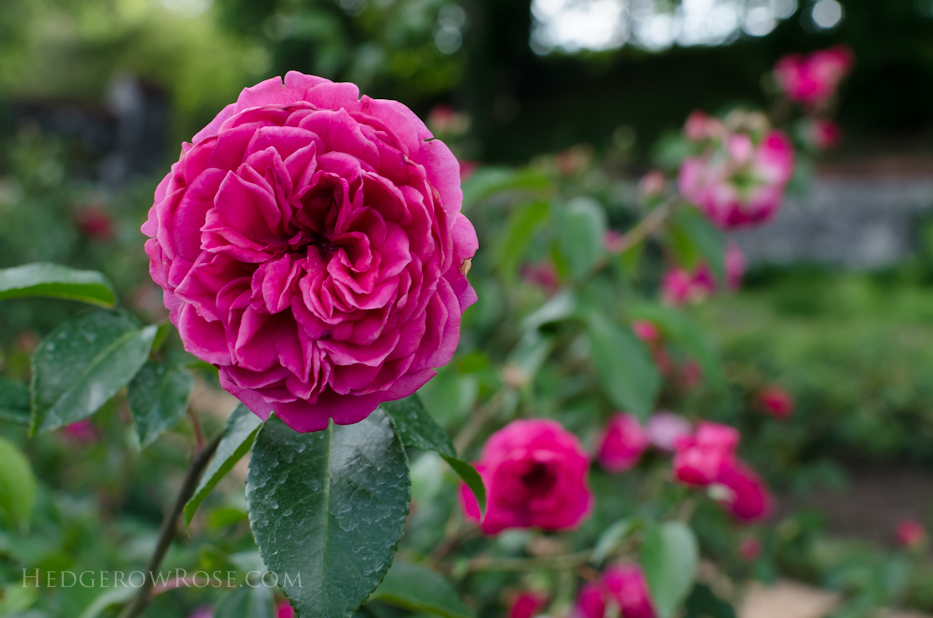 Biltmore Rose Gardens via Hedgerow Rose - Flemenco 2