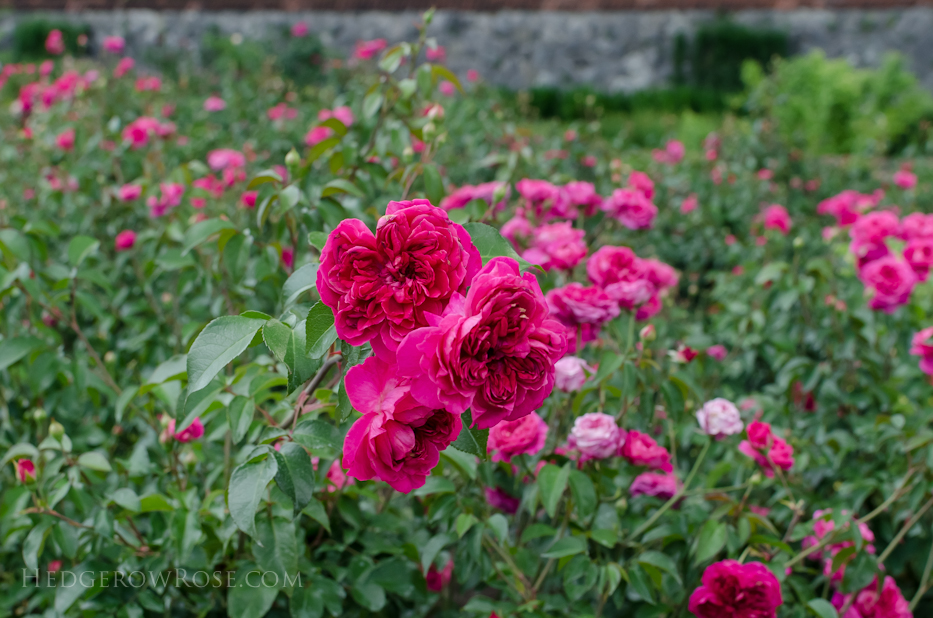 Biltmore Rose Gardens via Hedgerow Rose - Flemenco