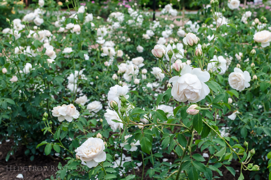 Biltmore Rose Gardens via Hedgerow Rose - Litchfield Angel