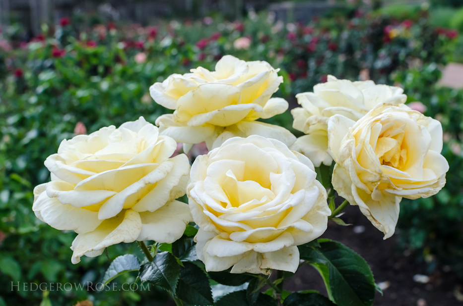 Biltmore Rose Gardens via Hedgerow Rose - Mother of Pearl