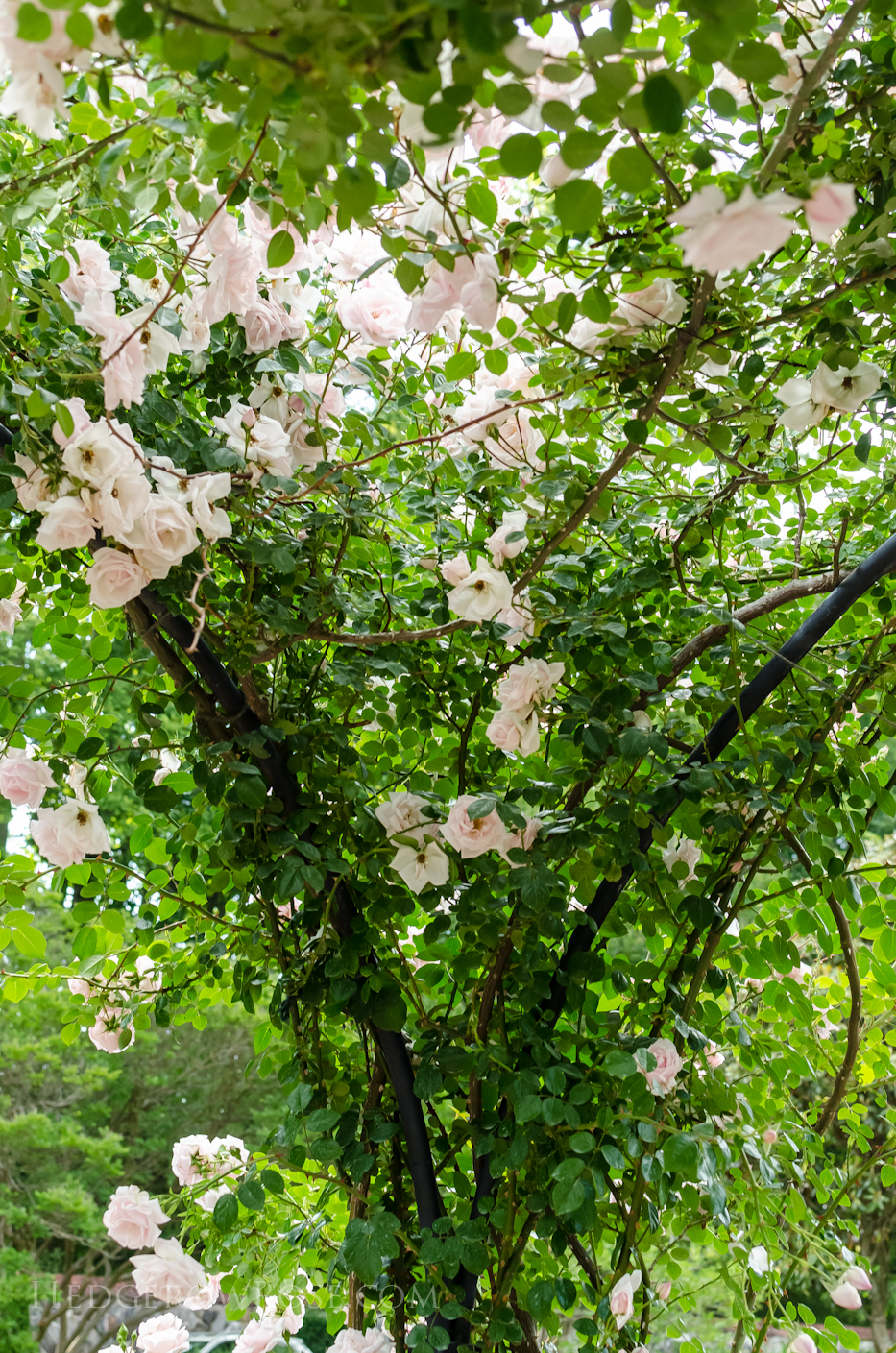 Biltmore Rose Gardens via Hedgerow Rose - New Dawn 3