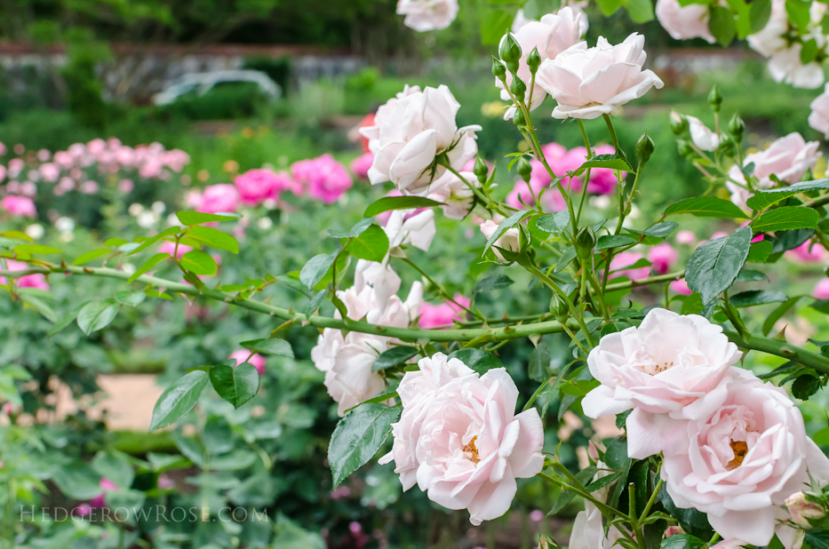 Biltmore Rose Gardens via Hedgerow Rose - New Dawn and Paul Neyron