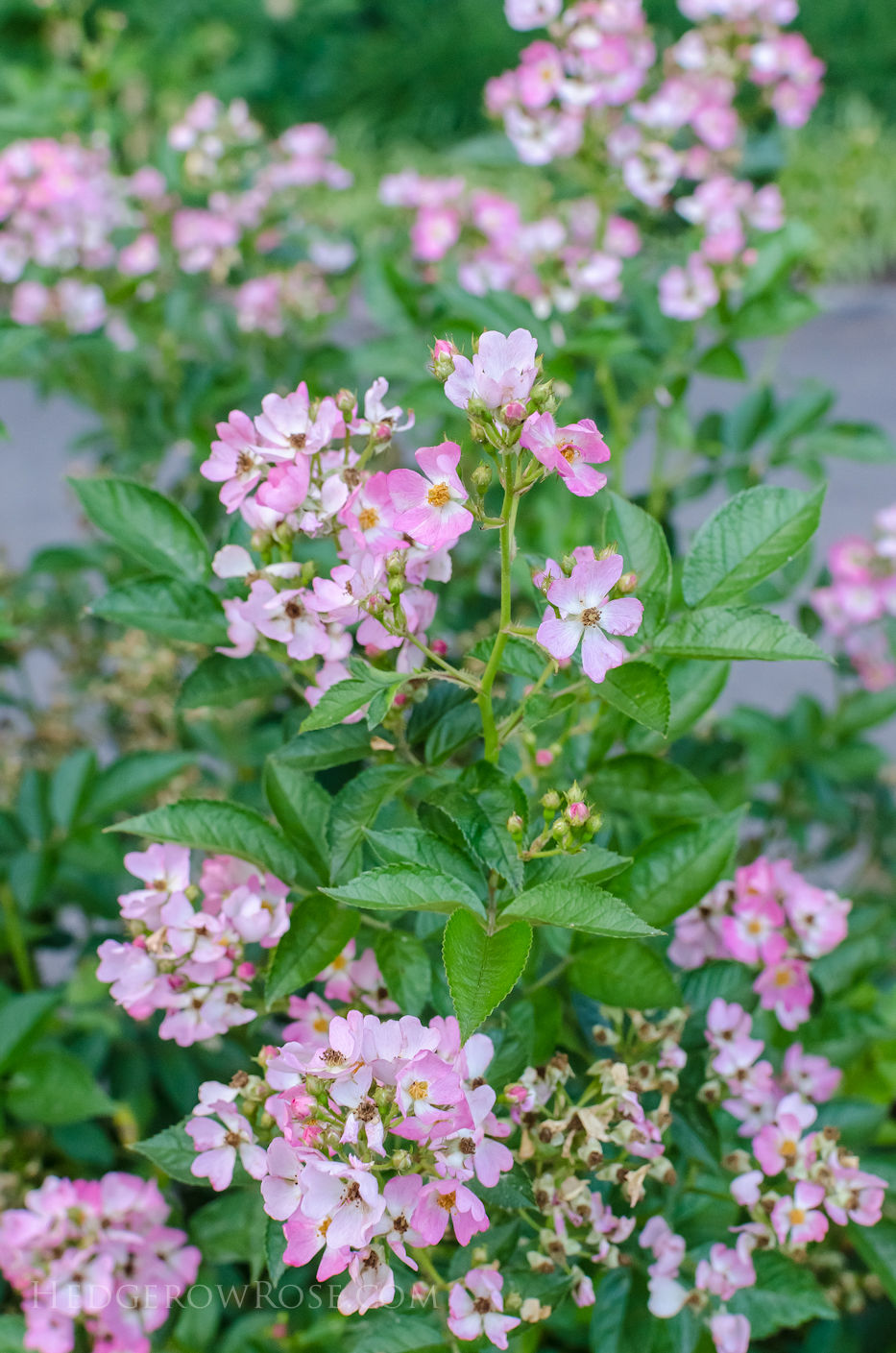 Biltmore Rose Gardens via Hedgerow Rose - Phloxy Baby 2