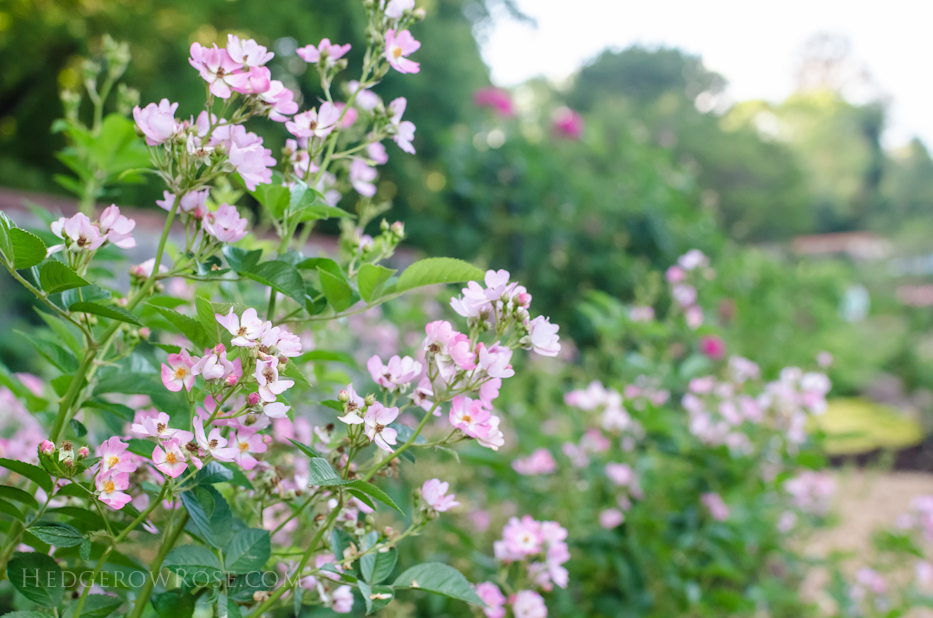 Biltmore Rose Gardens via Hedgerow Rose - Phloxy Baby