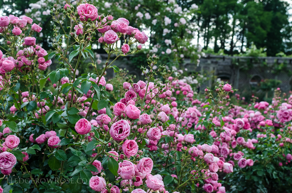 Biltmore Rose Gardens via Hedgerow Rose - Pomponella 2