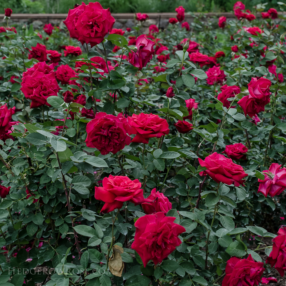 Biltmore Rose Gardens via Hedgerow Rose - Proud Land 2