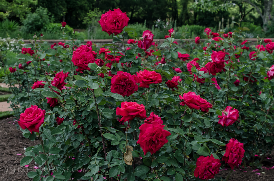 Biltmore International Rose Trials – 2014 Results