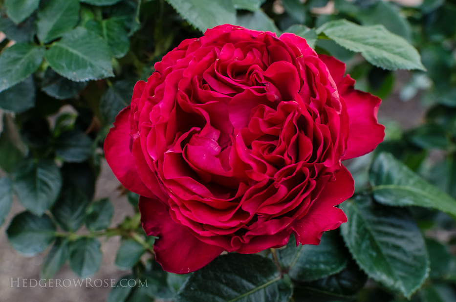 Biltmore Rose Gardens via Hedgerow Rose - Traviata 2