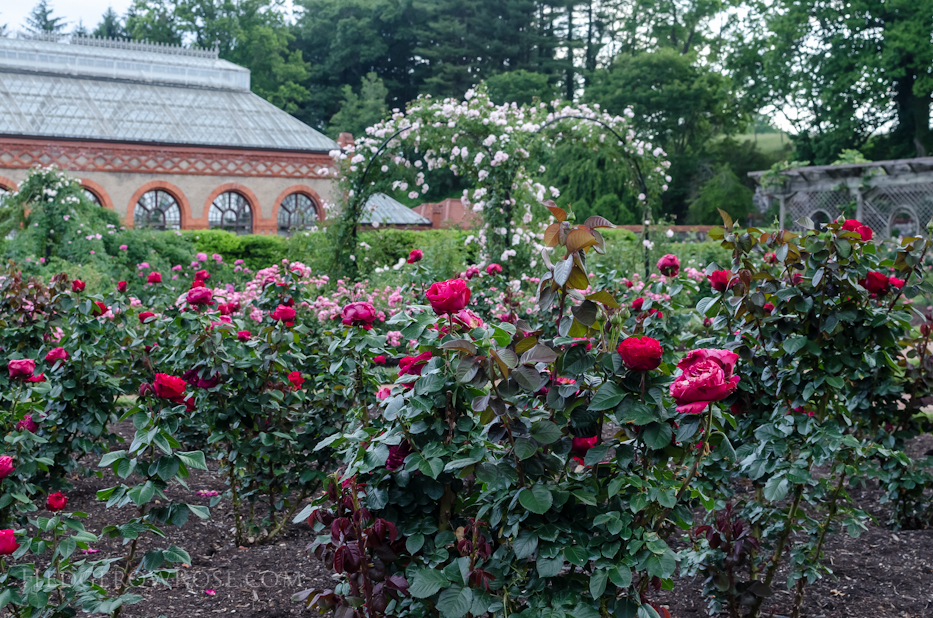 Biltmore Rose Gardens via Hedgerow Rose - Traviata