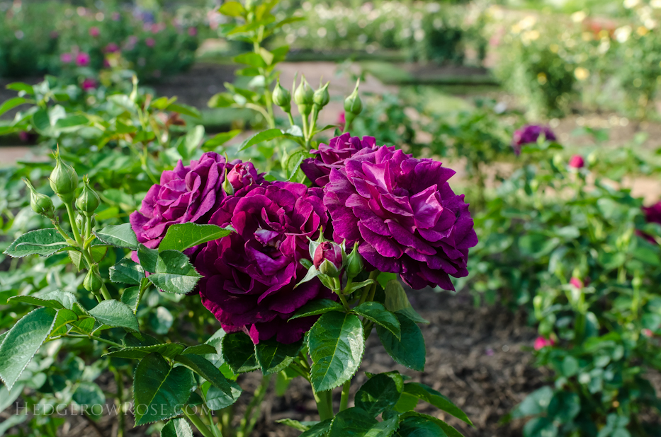 Biltmore Rose Gardens via Hedgerow Rose - Twilight Zone