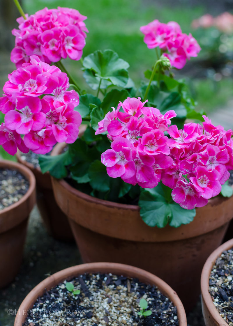 The Hendersonville, NC Garden Jubilee Hedgerow Rose®