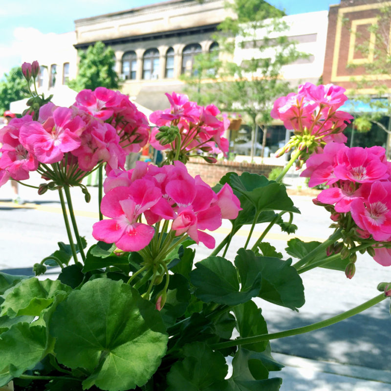 The Hendersonville, NC Garden Jubilee Hedgerow Rose®