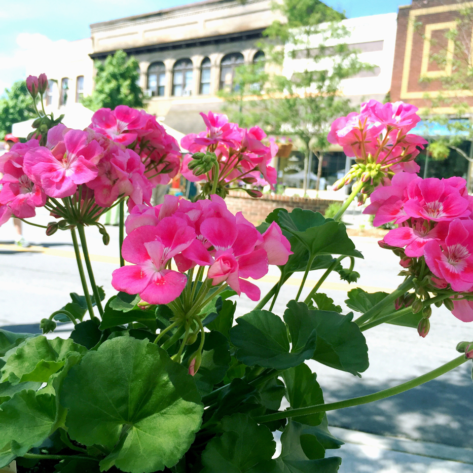 Hendersonville Garden Jubilee 1