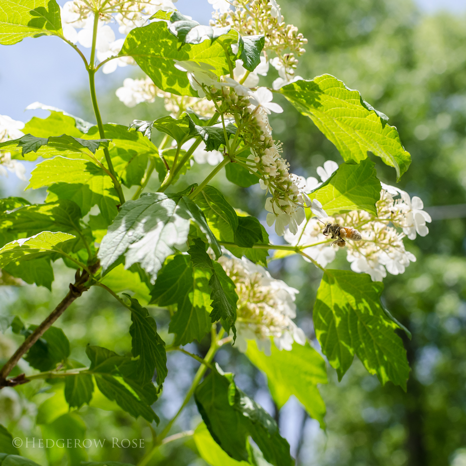 Viburnum and little bee