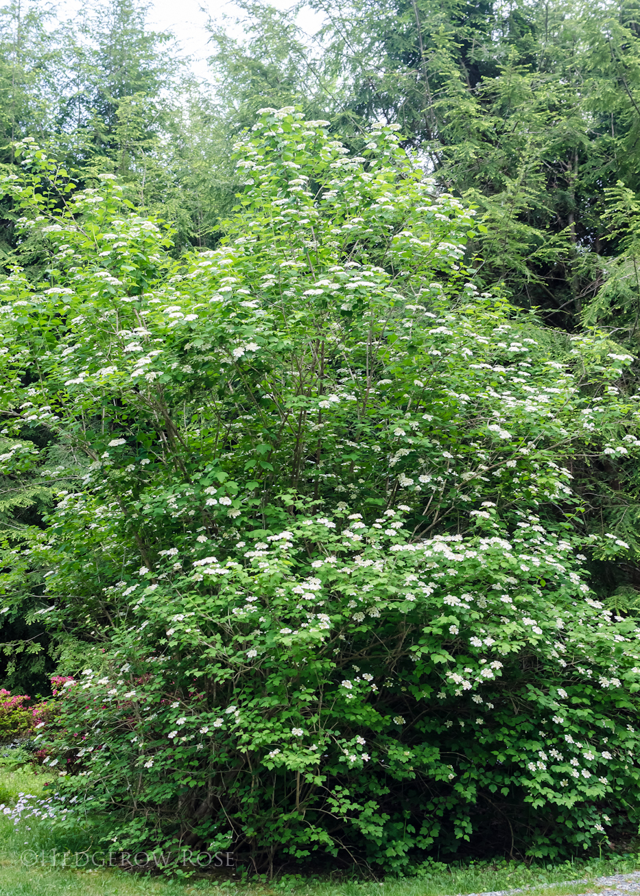 Viburnum opulus