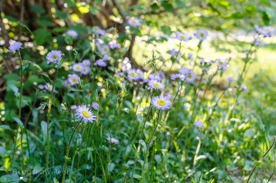 Wildflowers in May