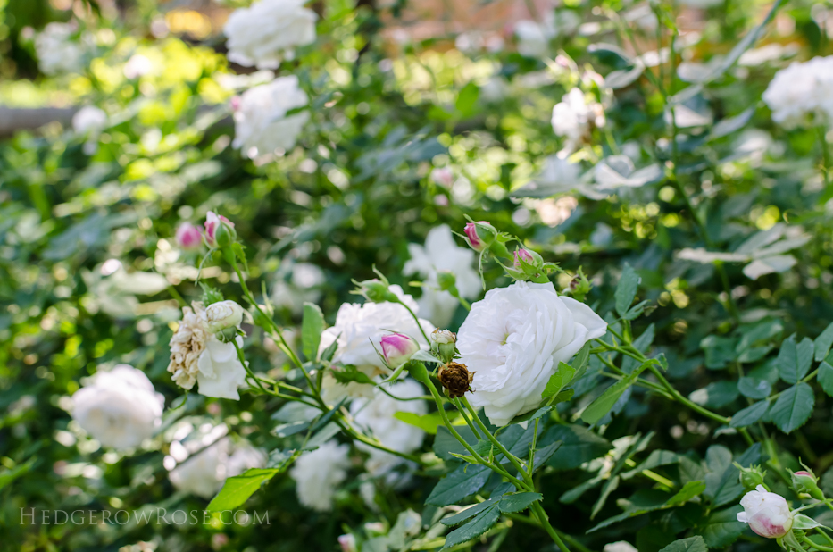 A Tale of Two Gardens via Hedgerow Rose 1