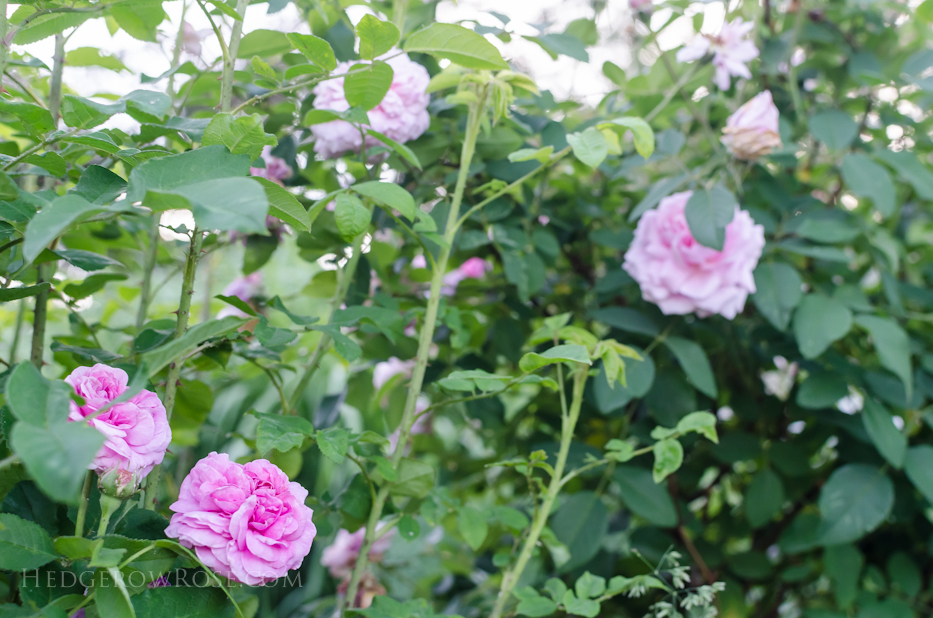 A Tale of Two Gardens via Hedgerow Rose 10