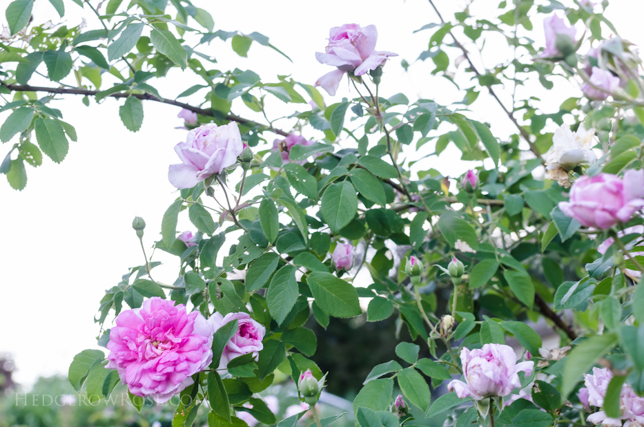 A Tale of Two Gardens via Hedgerow Rose 11