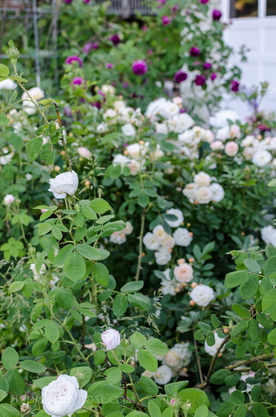 A Tale of Two Gardens via Hedgerow Rose 13