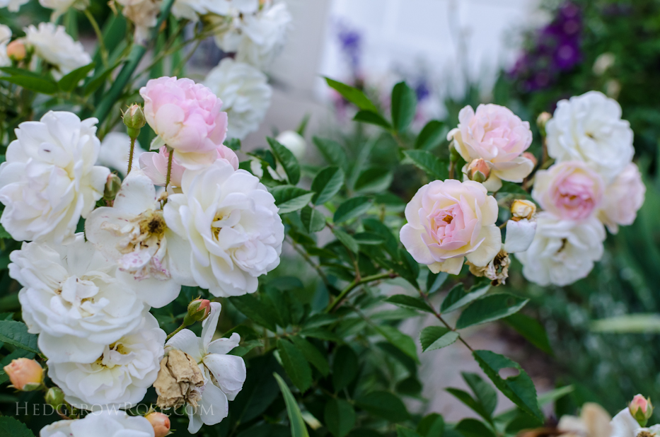 A Tale of Two Gardens via Hedgerow Rose 14