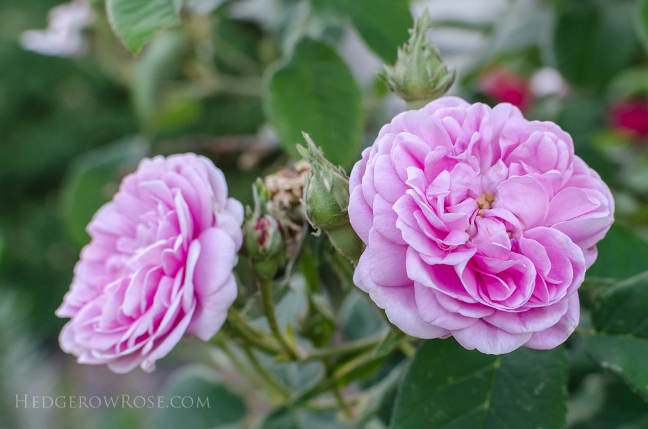 A Tale of Two Gardens via Hedgerow Rose 17