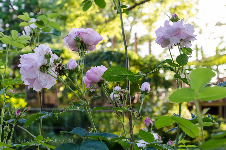 A Tale of Two Gardens via Hedgerow Rose 18