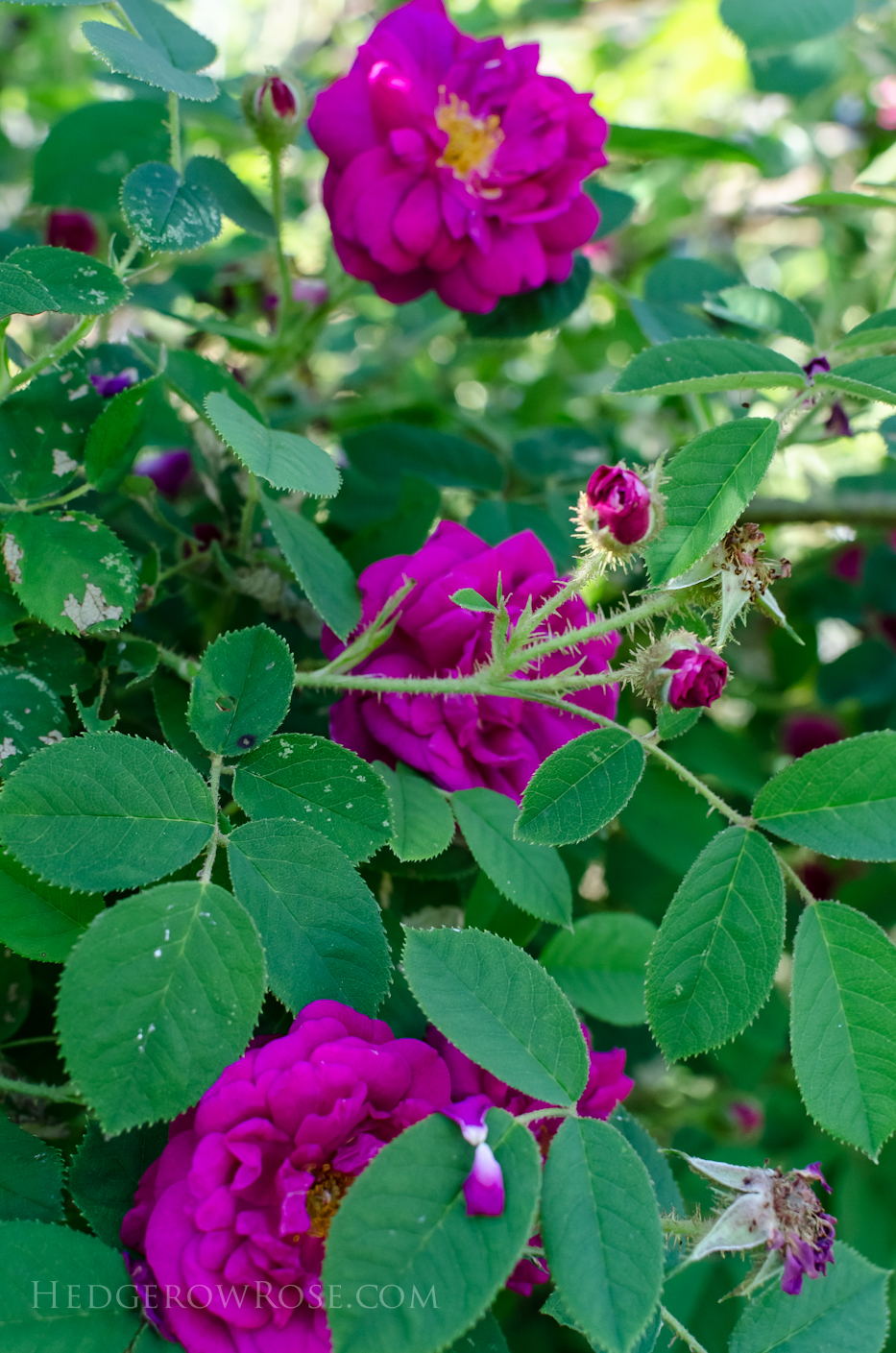 A Tale of Two Gardens via Hedgerow Rose 19