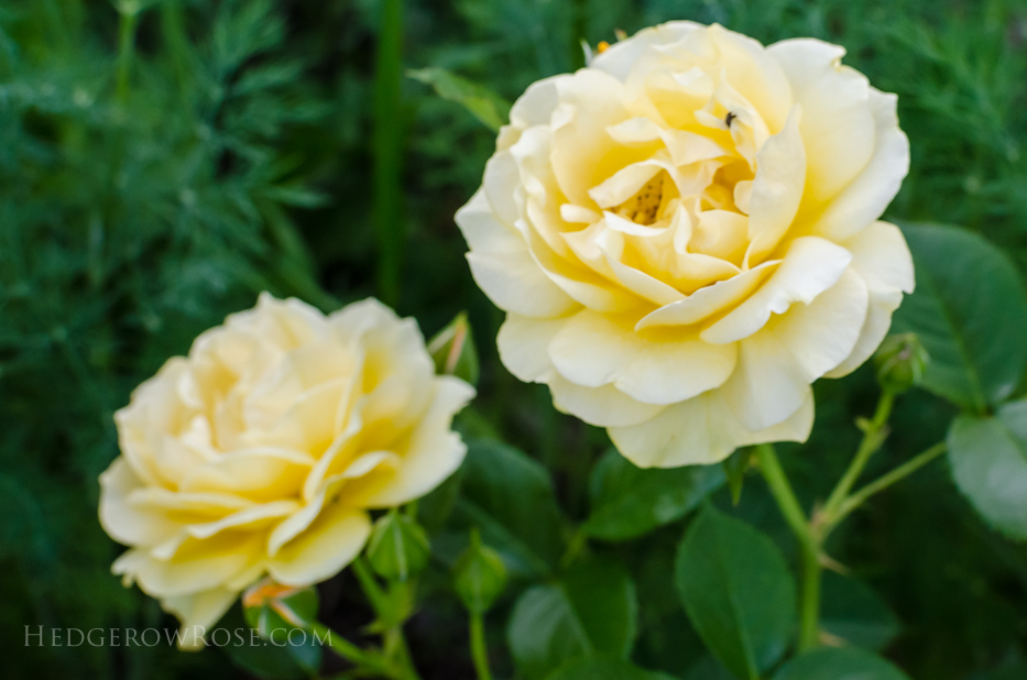 A Tale of Two Gardens via Hedgerow Rose 20