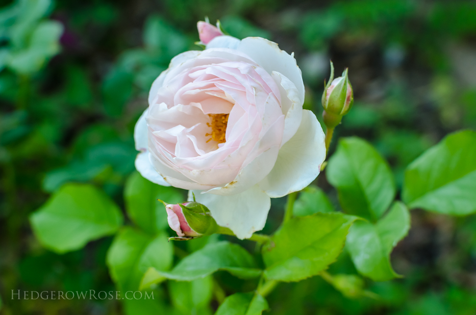 A Tale of Two Gardens via Hedgerow Rose 23