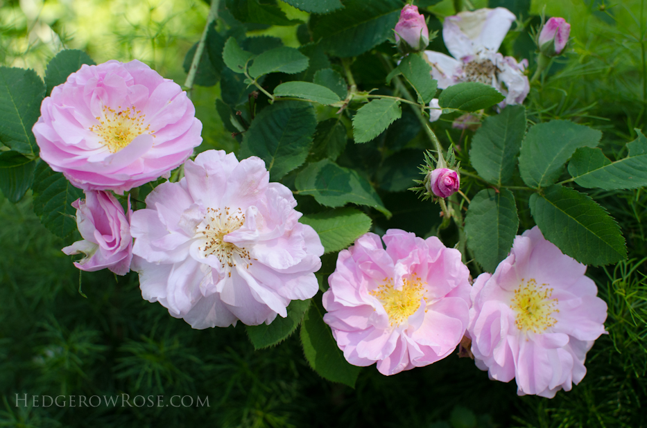 A Tale of Two Gardens via Hedgerow Rose 24