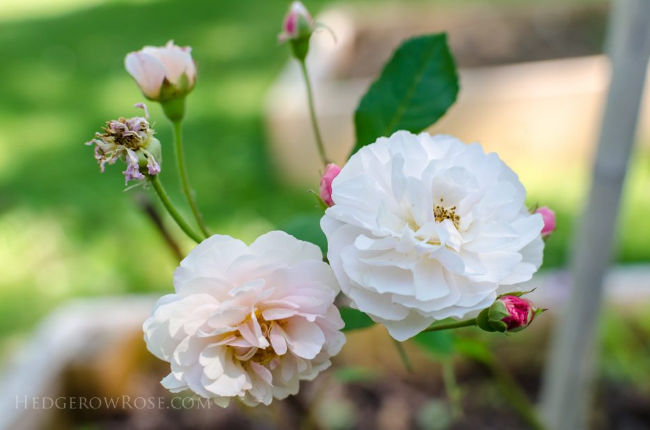 A Tale of Two Gardens via Hedgerow Rose 25