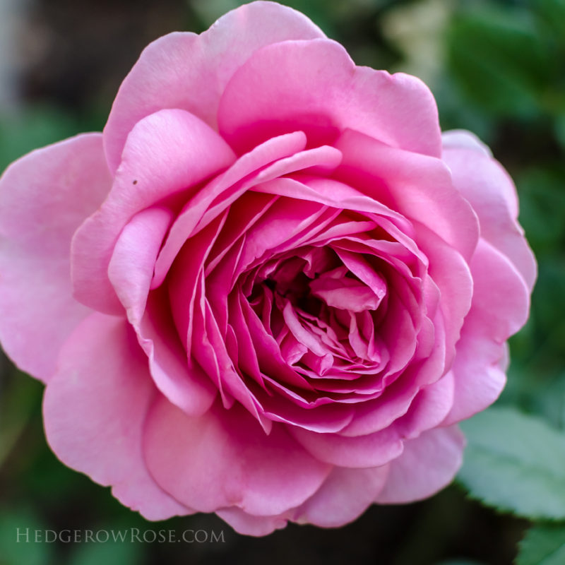 A Tale of Two Gardens – Hedgerow Rose®