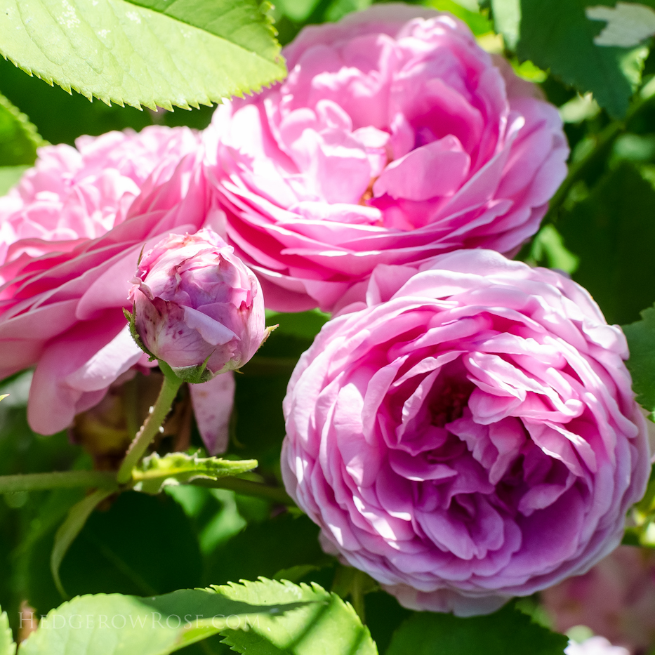 A Tale of Two Gardens via Hedgerow Rose 5