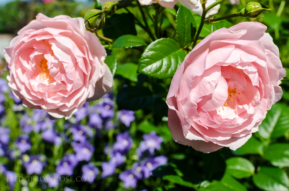 A Tale of Two Gardens via Hedgerow Rose 6