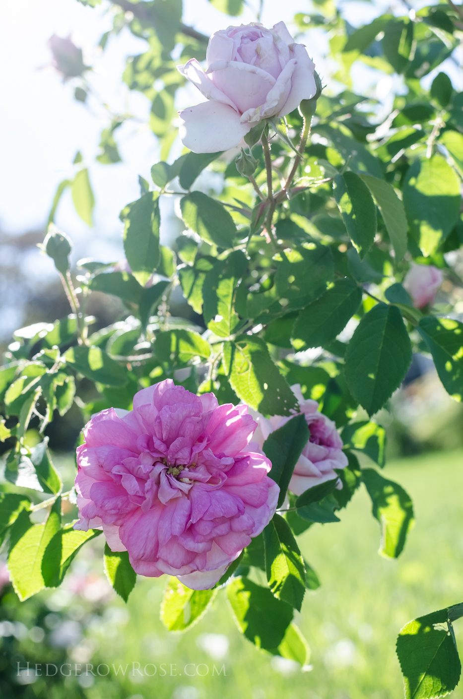 A Tale of Two Gardens via Hedgerow Rose 9