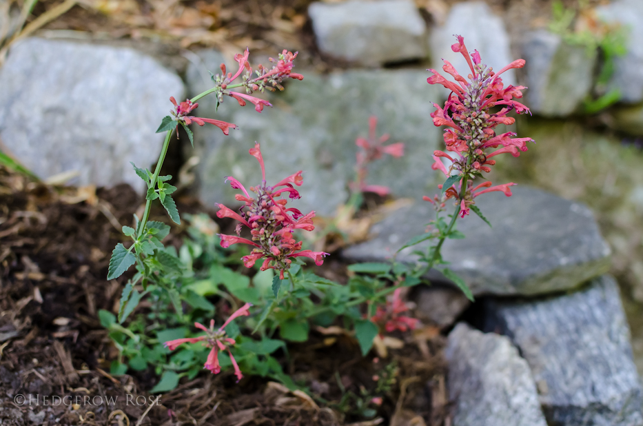 Agastache 'Kudos Coral'