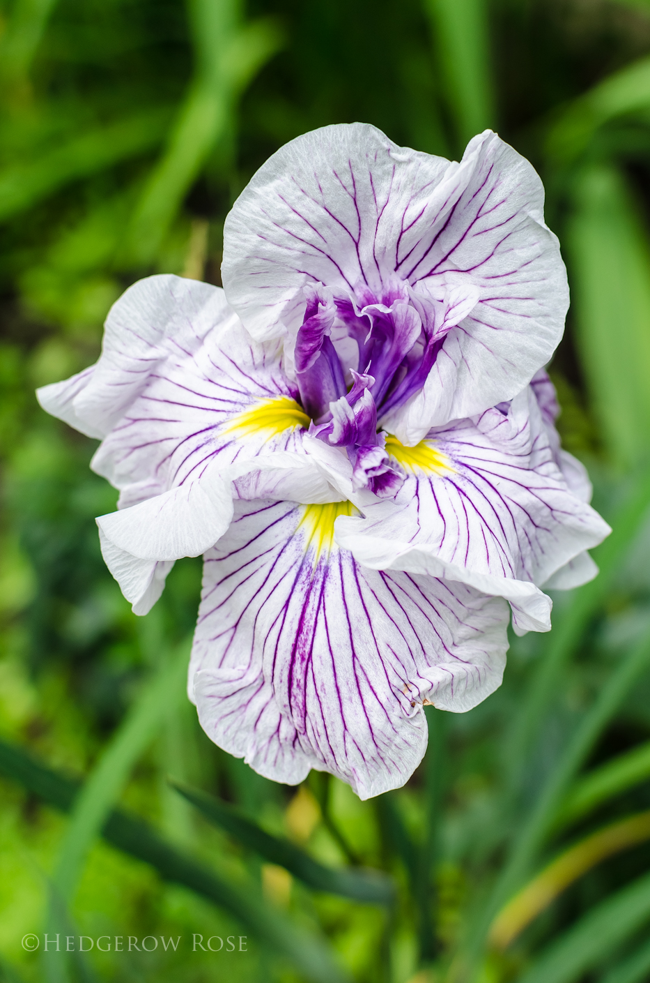 Iris ensata 'Geisha Gown'