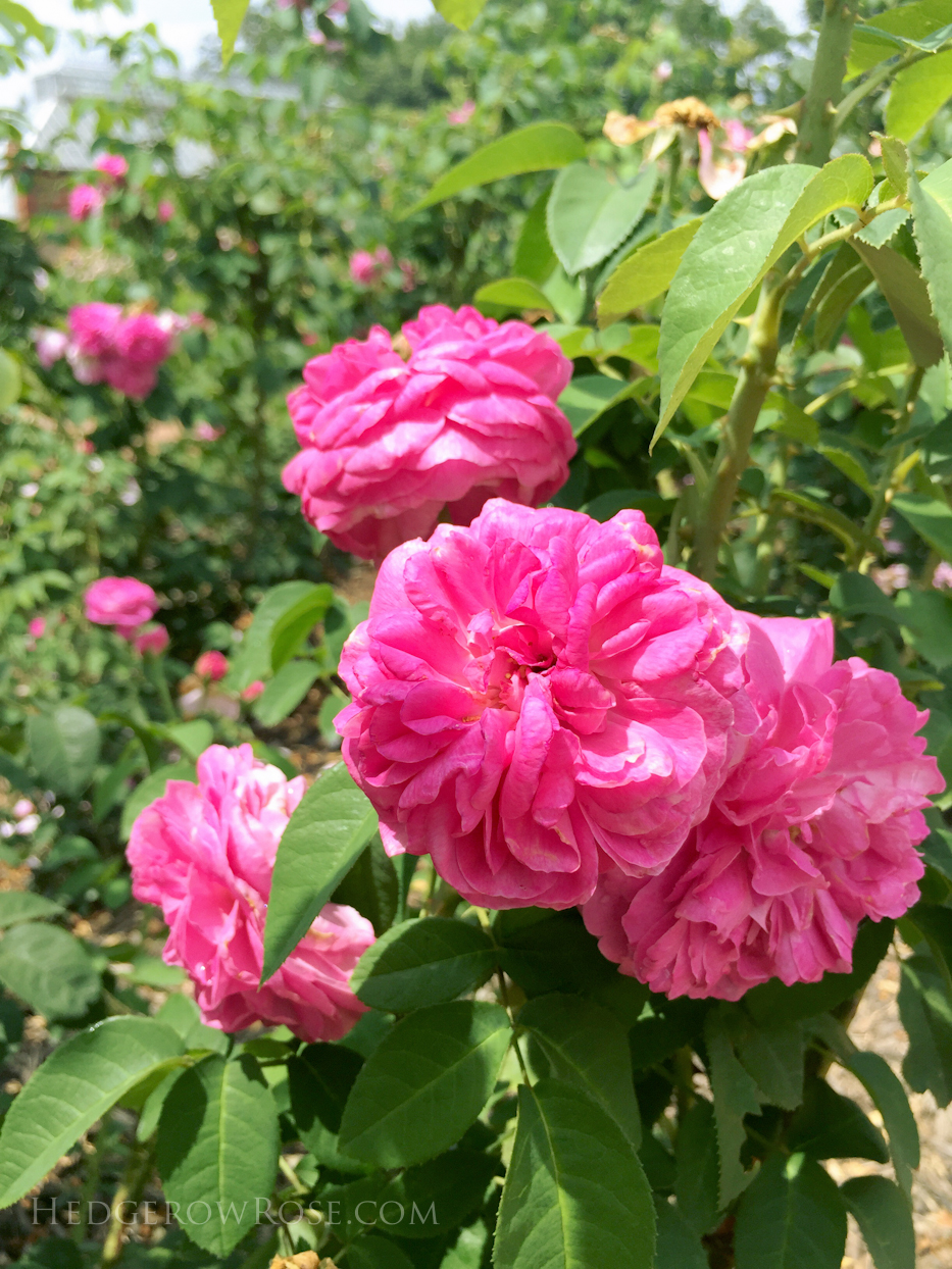 Biltmore Rose Garden via Hedgerow Rose Baronne Prevost