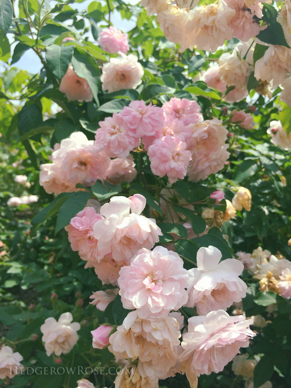 Biltmore Rose Garden via Hedgerow Rose Champney's Pink 2