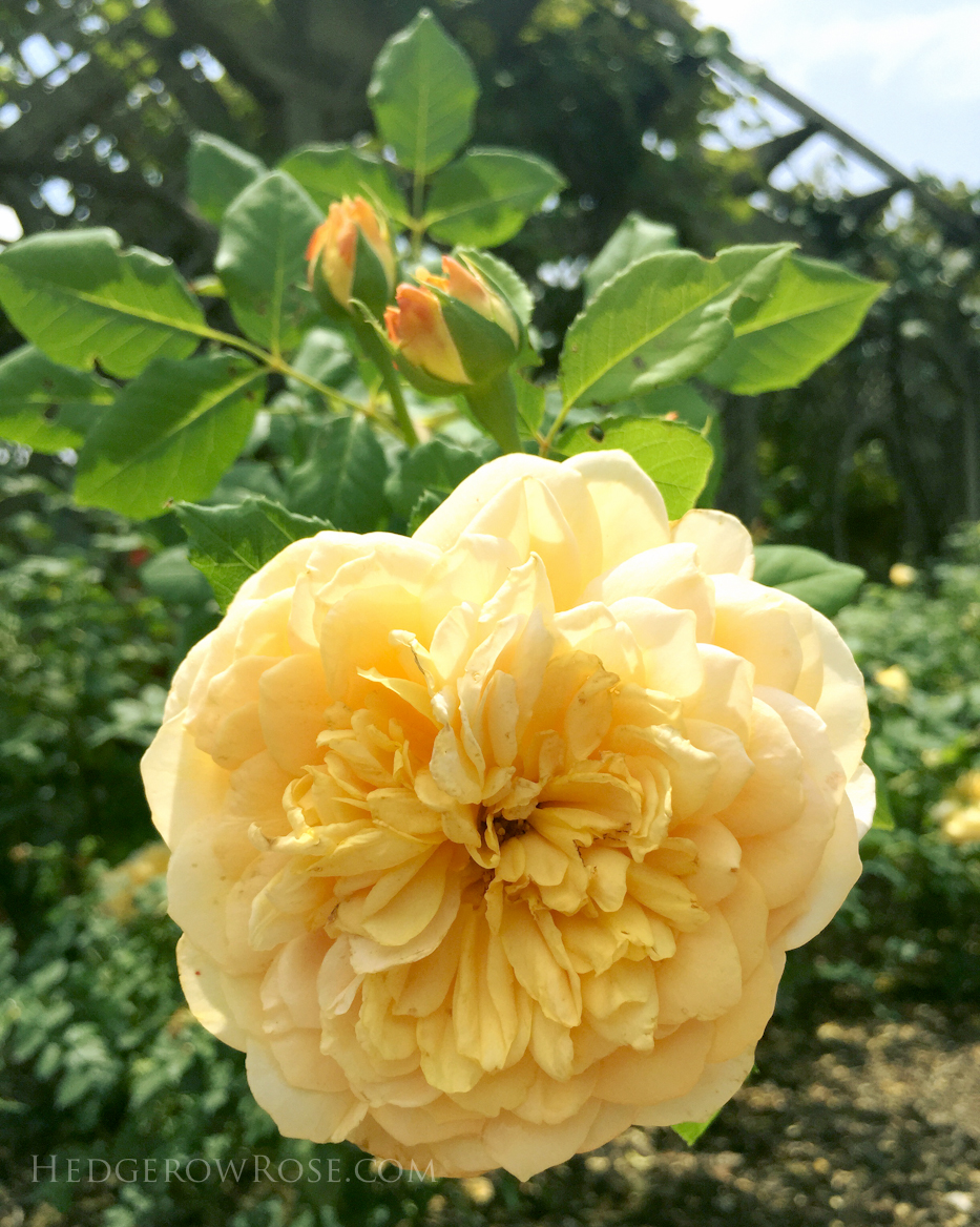 Biltmore Rose Garden via Hedgerow Rose Golden Celebration