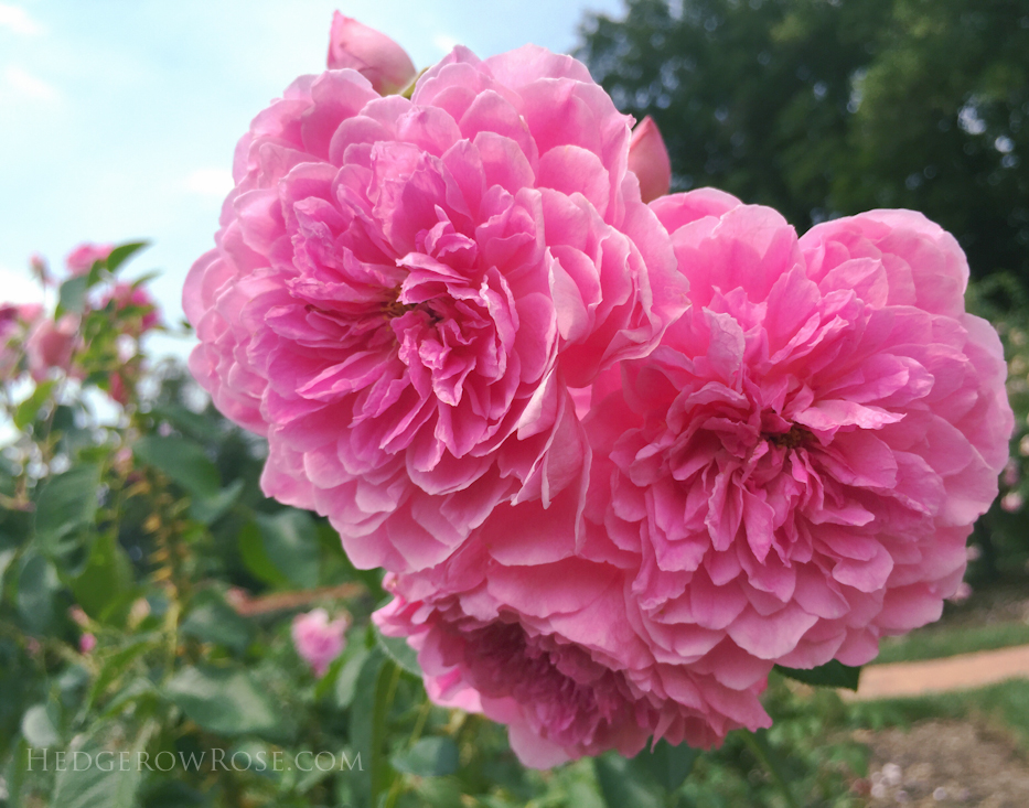 Biltmore Rose Garden via Hedgerow Rose Harlow Carr