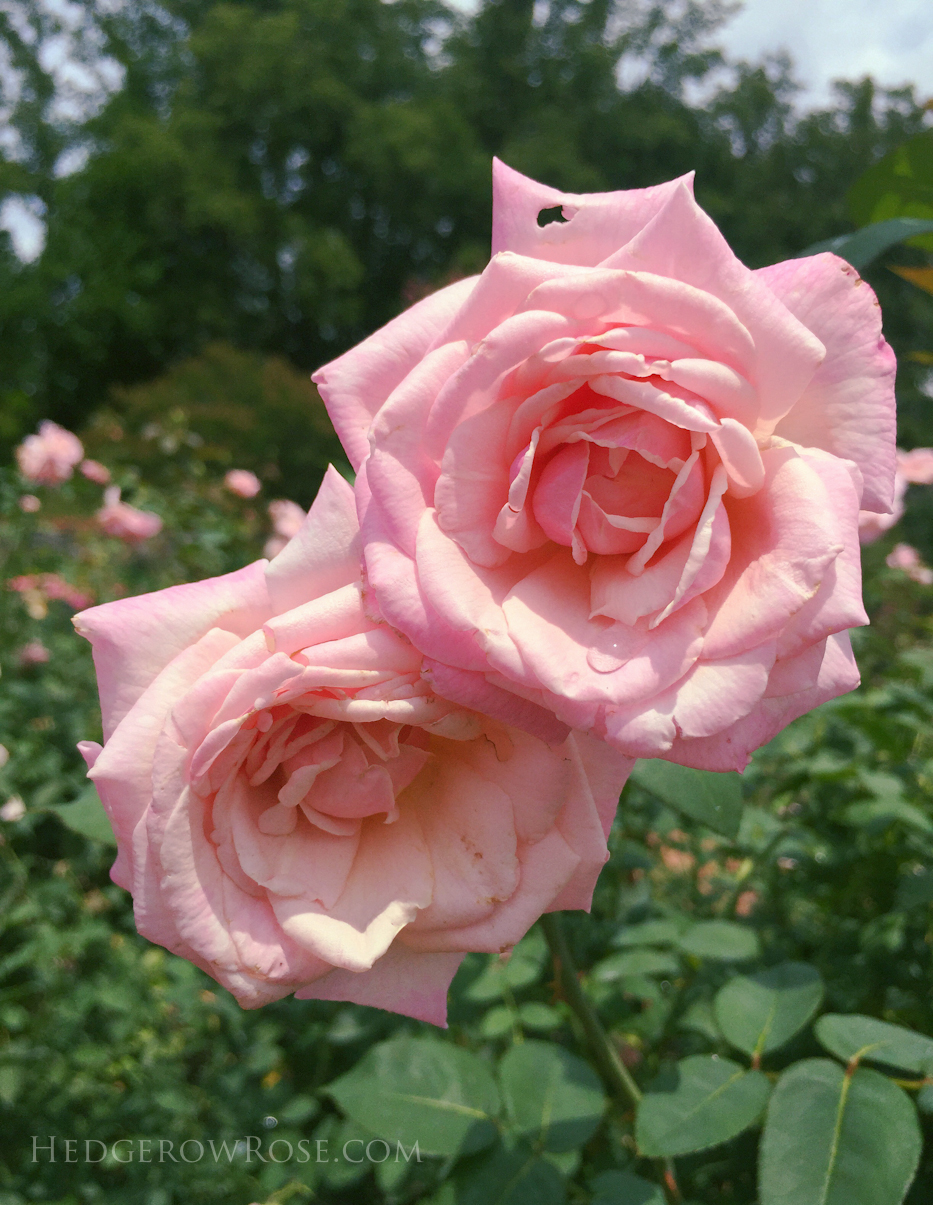 Biltmore Rose Garden via Hedgerow Rose La France